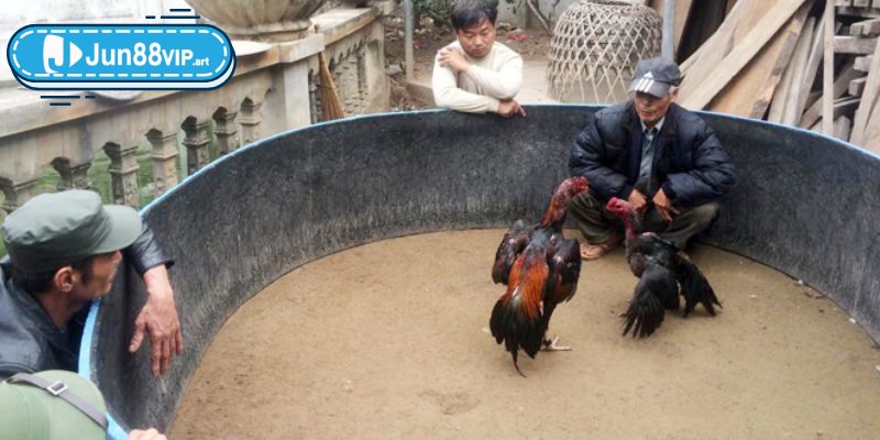 Đá gà KUBET77 là gì?