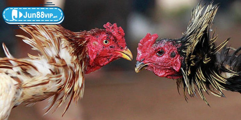 Cá cược trực tiếp