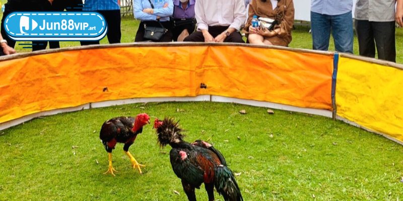 Tham gia các giải đấu online